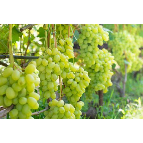 Fresh Green Grapes