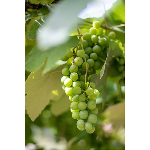 Organic Green Grapes