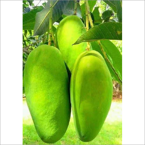 A Grade Fresh Green Mango