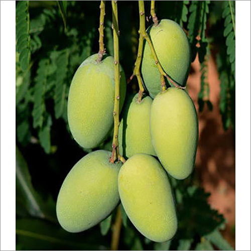 Organic Green Mango