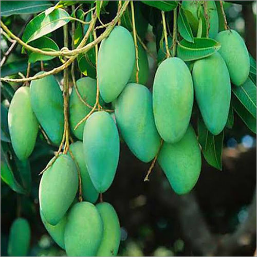 Green Mangoes