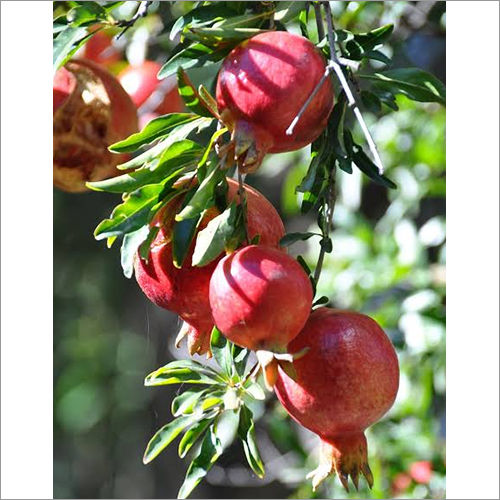 Organic Fresh Pomegranate