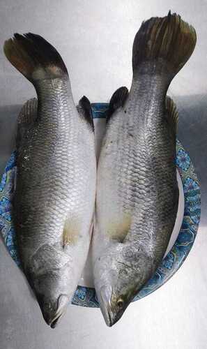 Seabass fish