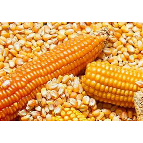 Organic Yellow Corn