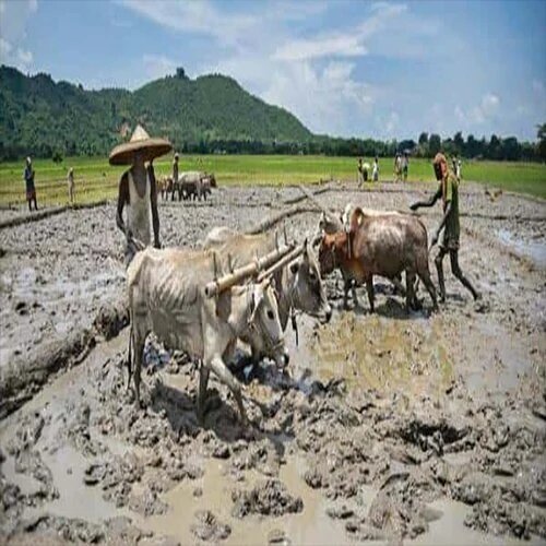 Rural Sector Tender Information