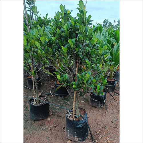 Jaickfruit Plant