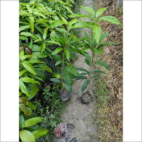 Green Mango Plant