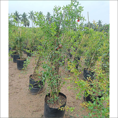 Pomegranate Plant