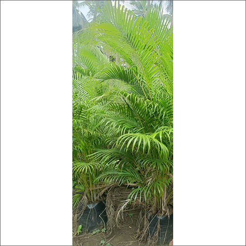 Green Areca Palm Plant