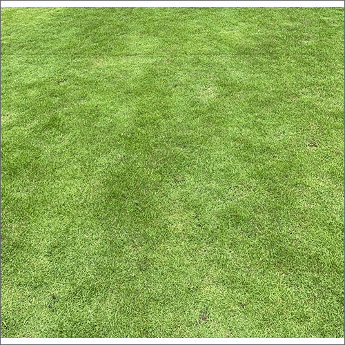 Maxican Grass