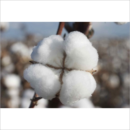 White Row Cotton Fiber