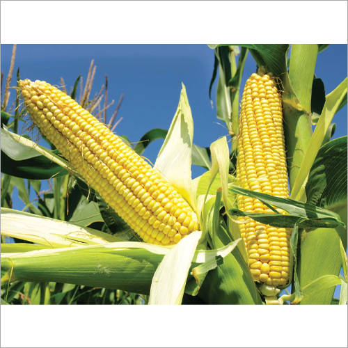 Yellow Maize - Organic Fresh Yellow Grain | Nutritious Chemical-Free Vitamin C Rich Ideal for Humans and Livestock