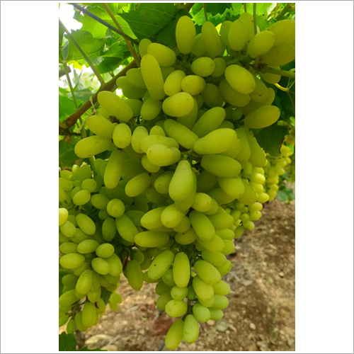 Green Grapes Fruit