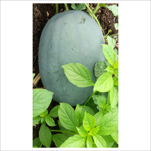 Green Watermelon Fruit