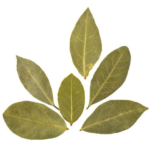 Bay Leaf