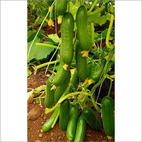 Natural Green Cucumber