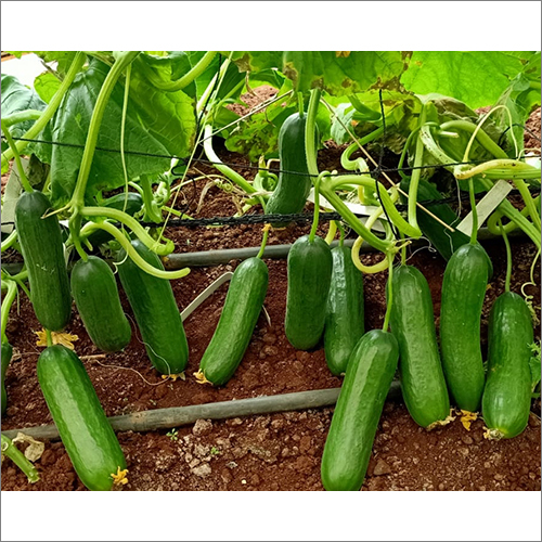 Natural Cucumber