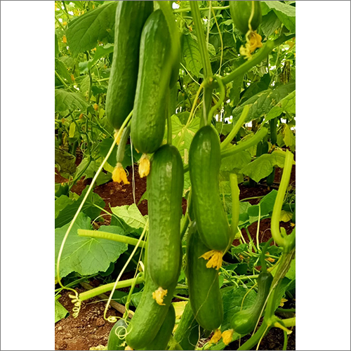 Green Cucumber