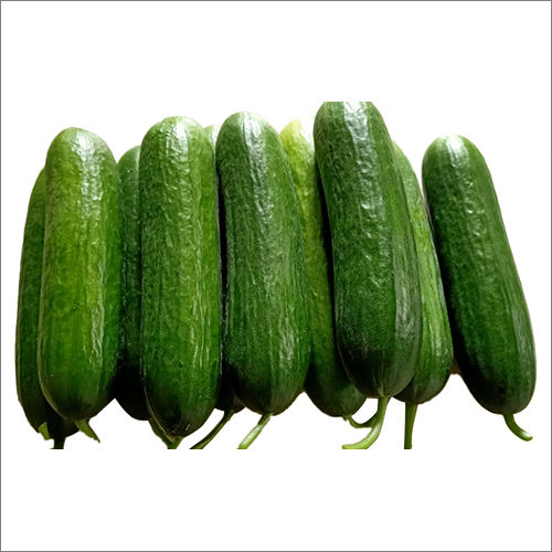 Fresh Green Cucumber