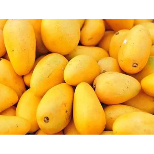 Fresh Mango By ALTAIR STAR EXIM