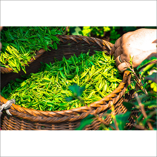 Green Tea Leaves Antioxidants