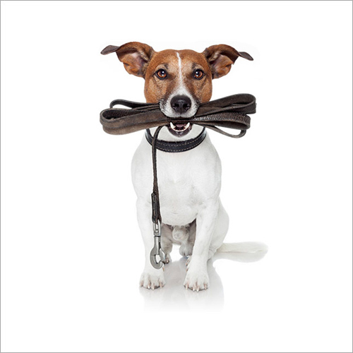 Dog Walking