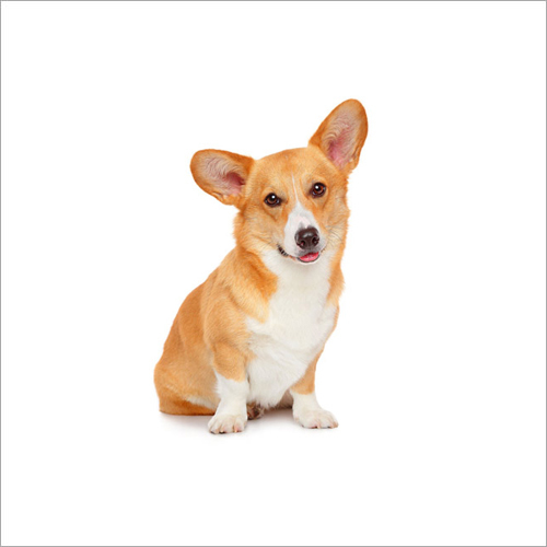 Pet Microchipping