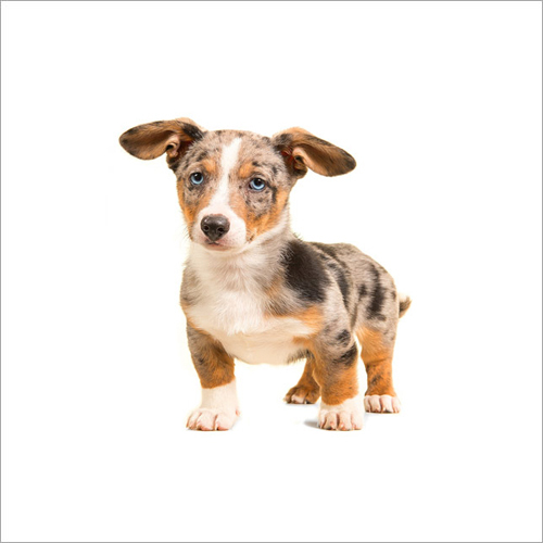 Pet Vaccinations By Petheeds LLP