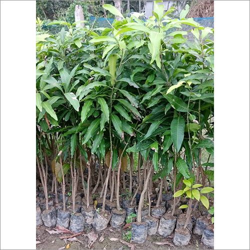 Green Bronai King Mango Plant