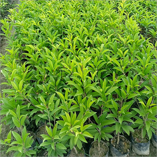 Chiku Kalapathi Fruit Plant