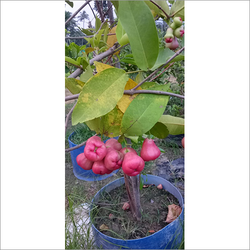 Water Apple Rad Fruit Plant