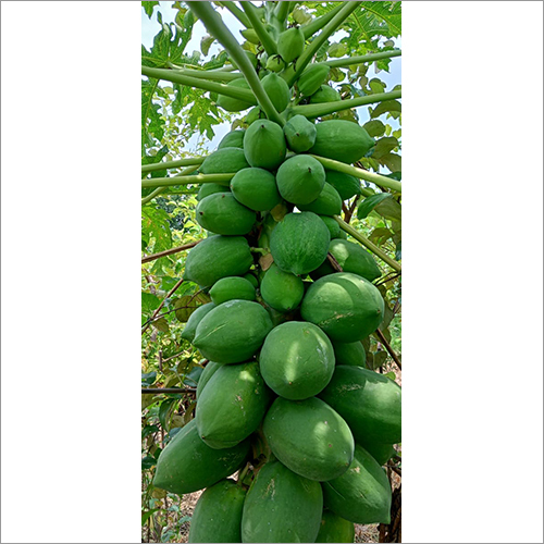 Green Papaya Fruit Plant Shelf Life: 2 Years