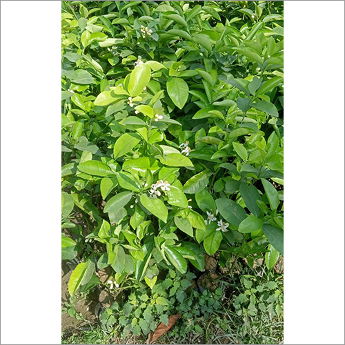 Green Lemon Mosambi Fruit Plant