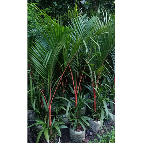 Green Red Palm Oil Plant