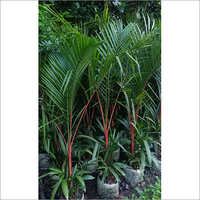Green Red Palm Oil Plant