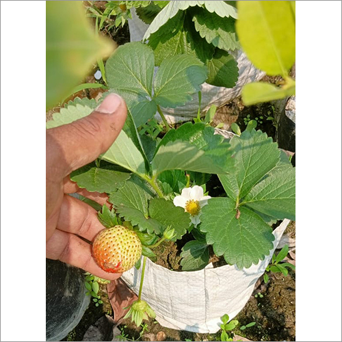 Green Red Strawberry Fruit Plant