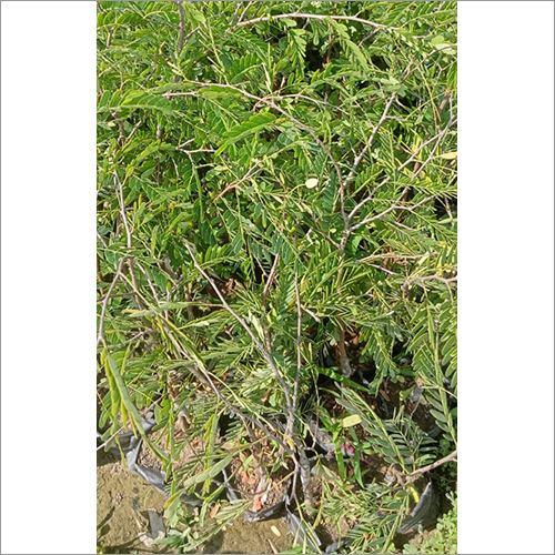 Sweet Imli Plant