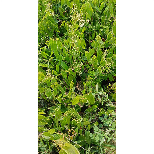 Tej Patta Plant