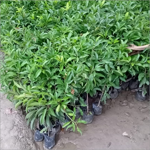 Cricket Ball Chiku Fruit Plant
