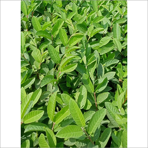 Guava Thai Fruit Plant