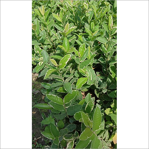 Green Guava Verycredit Fruit Plant