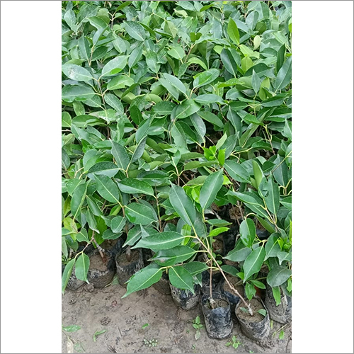 Green White Jamun Fruit Plant