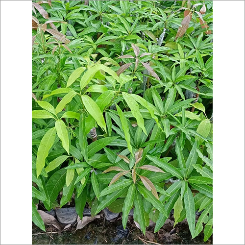 Kesar Mango Fruit Plant