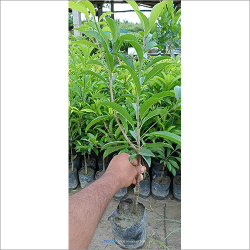 Green Chiku Cricket Ball Fruit Plant