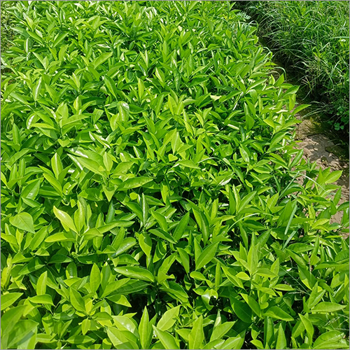 Lemon Malta Bari Fruit Plant