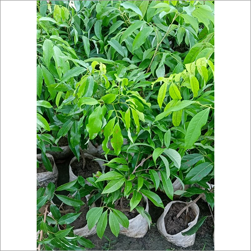 Fresh Lychee China Fruit plant