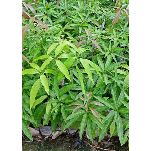Mango Catimon Fruit Plant