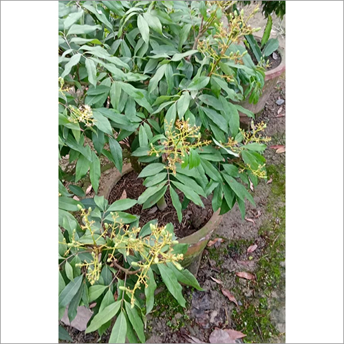 Green Mumbai Litchi Fruit Plant