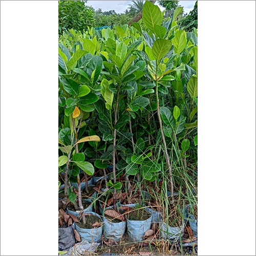 Green Pink Jack Fruit Plant