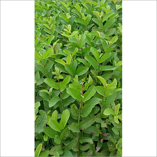 Green Vnr Guava Fruit Plant